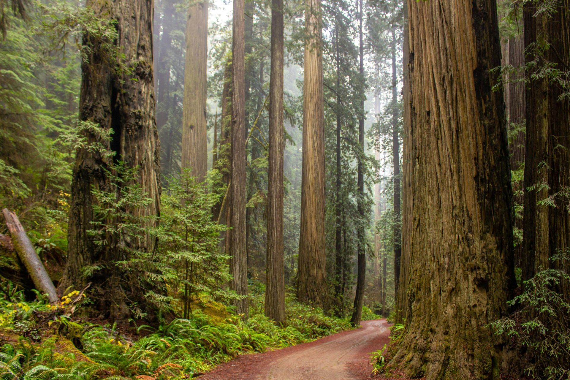 forest