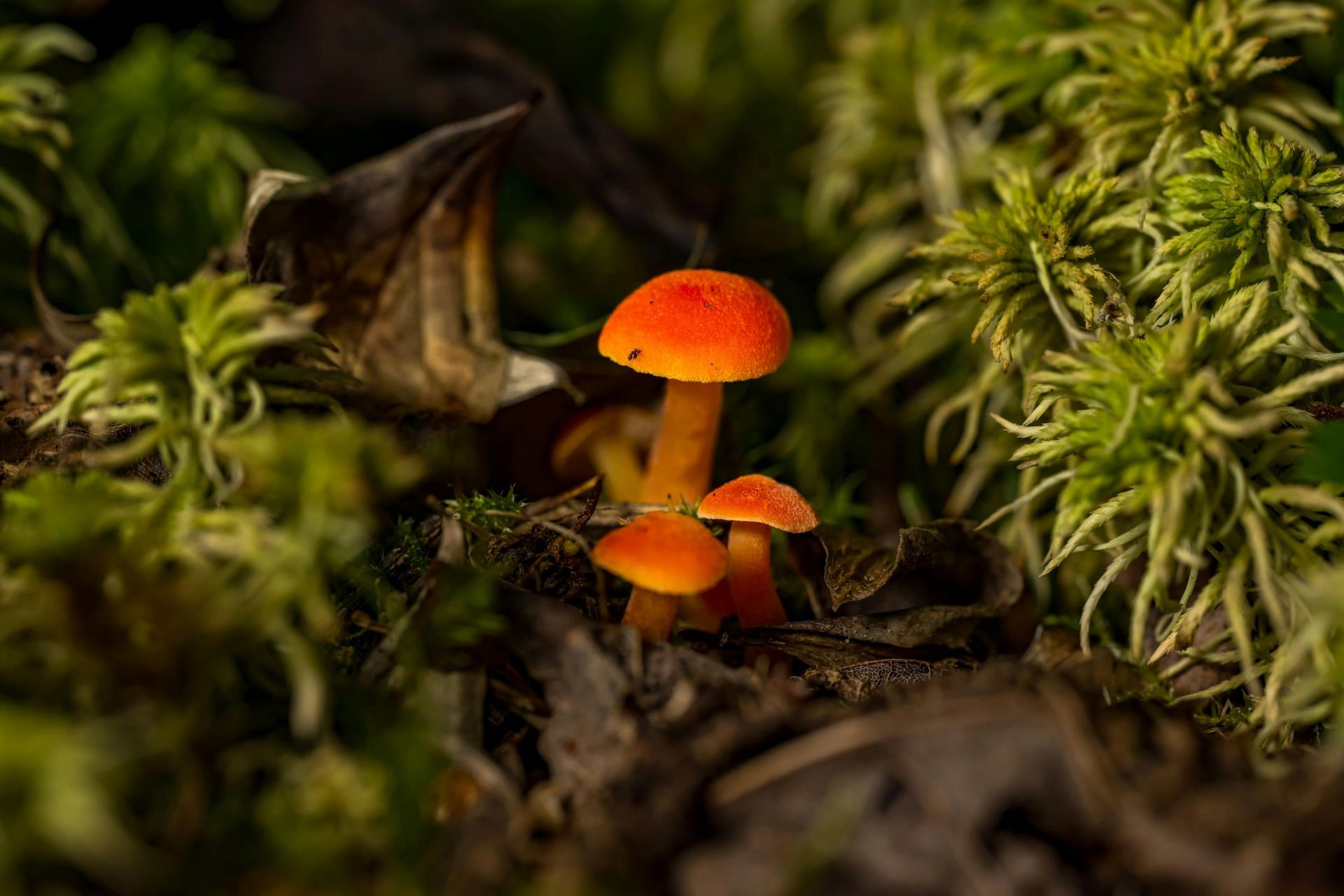 mushroom in forest
