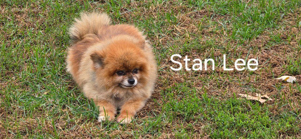Small fluffy brown dog on grass with the text “Stan Lee” beside it.