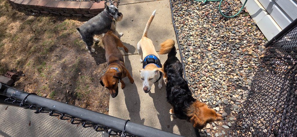 Four dogs walking in a row along a stone path beside a gravel yard and fence.