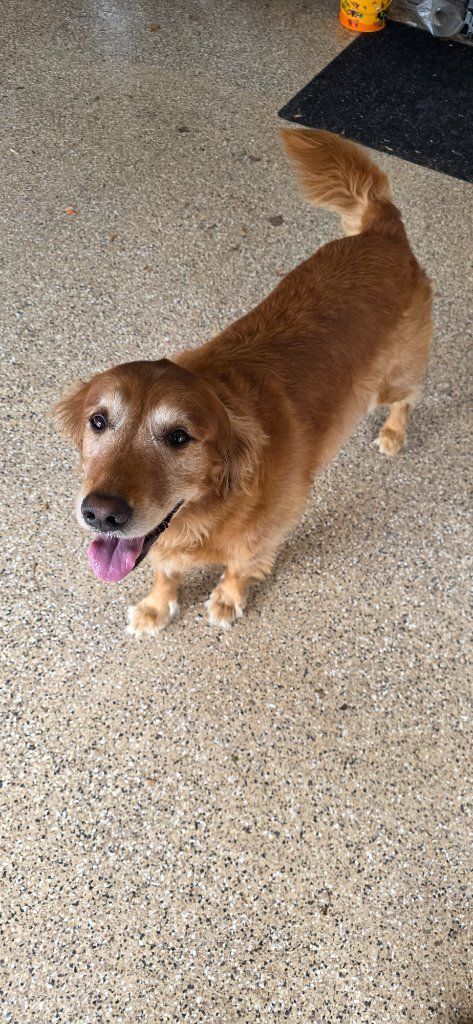 Small brown dog standing on a speckled floor, looking up with tongue out and wagging tail.