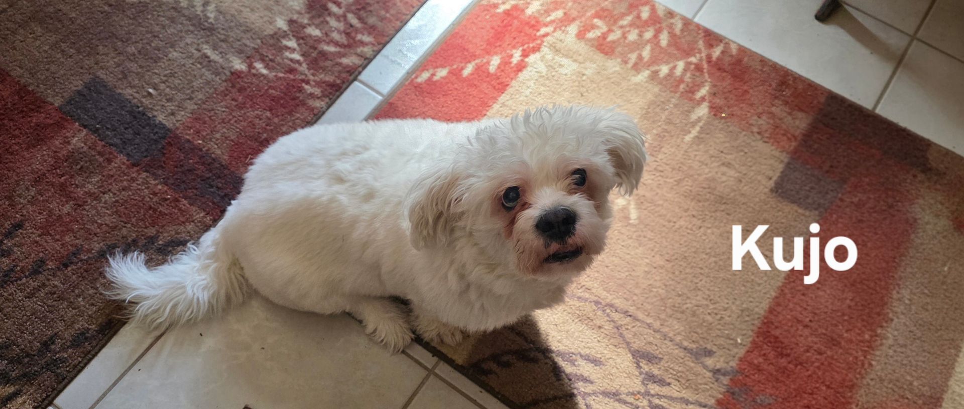Small white dog sitting on a patterned rug with the name “Kujo” text on the right.
