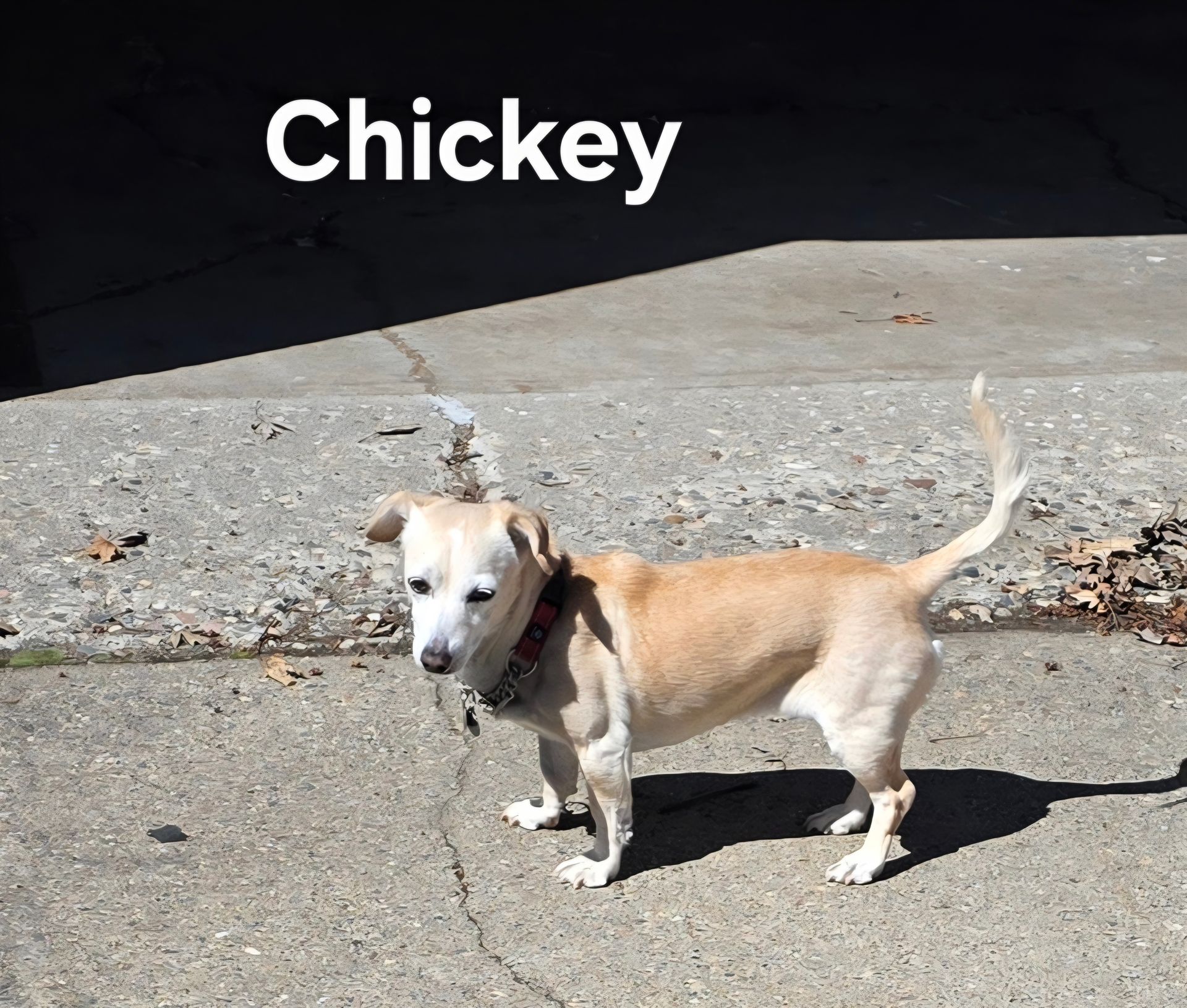 Small tan-and-white dog named Chickey standing on pavement in sunlight