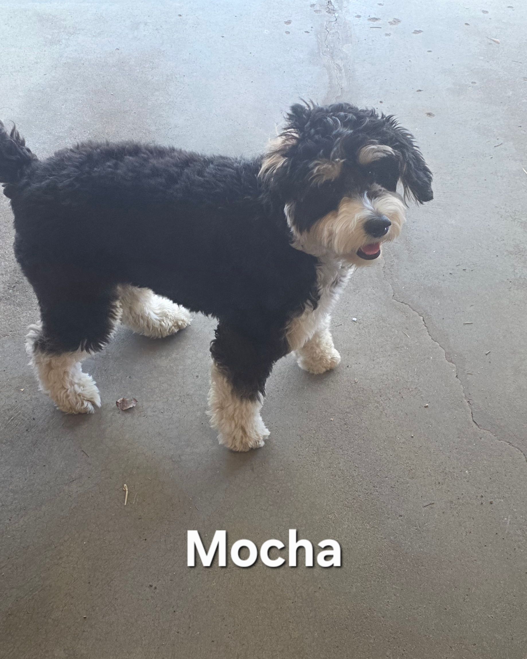Black, white, and tan puppy standing on a concrete floor, labeled 