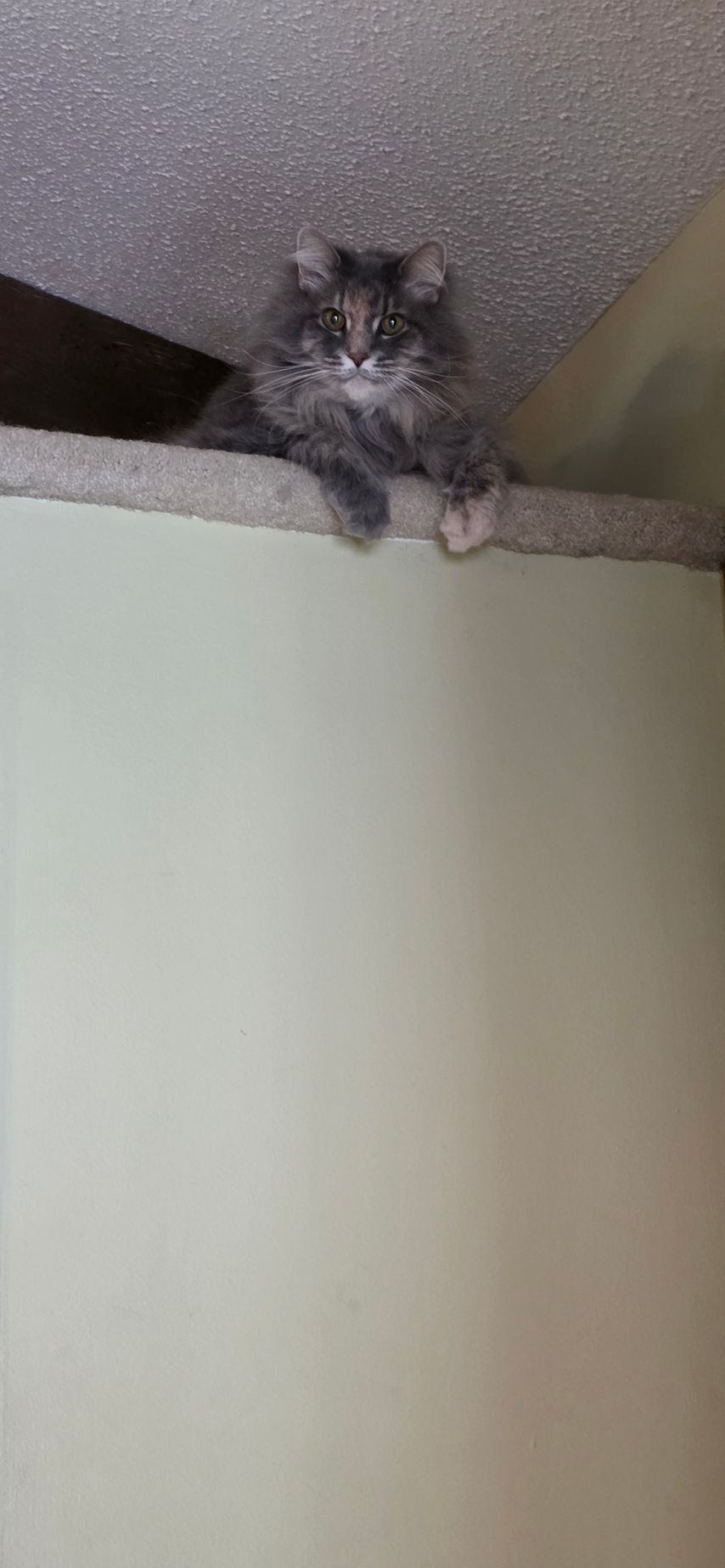 Fluffy gray cat peeks over a wall near the ceiling with paws hanging down