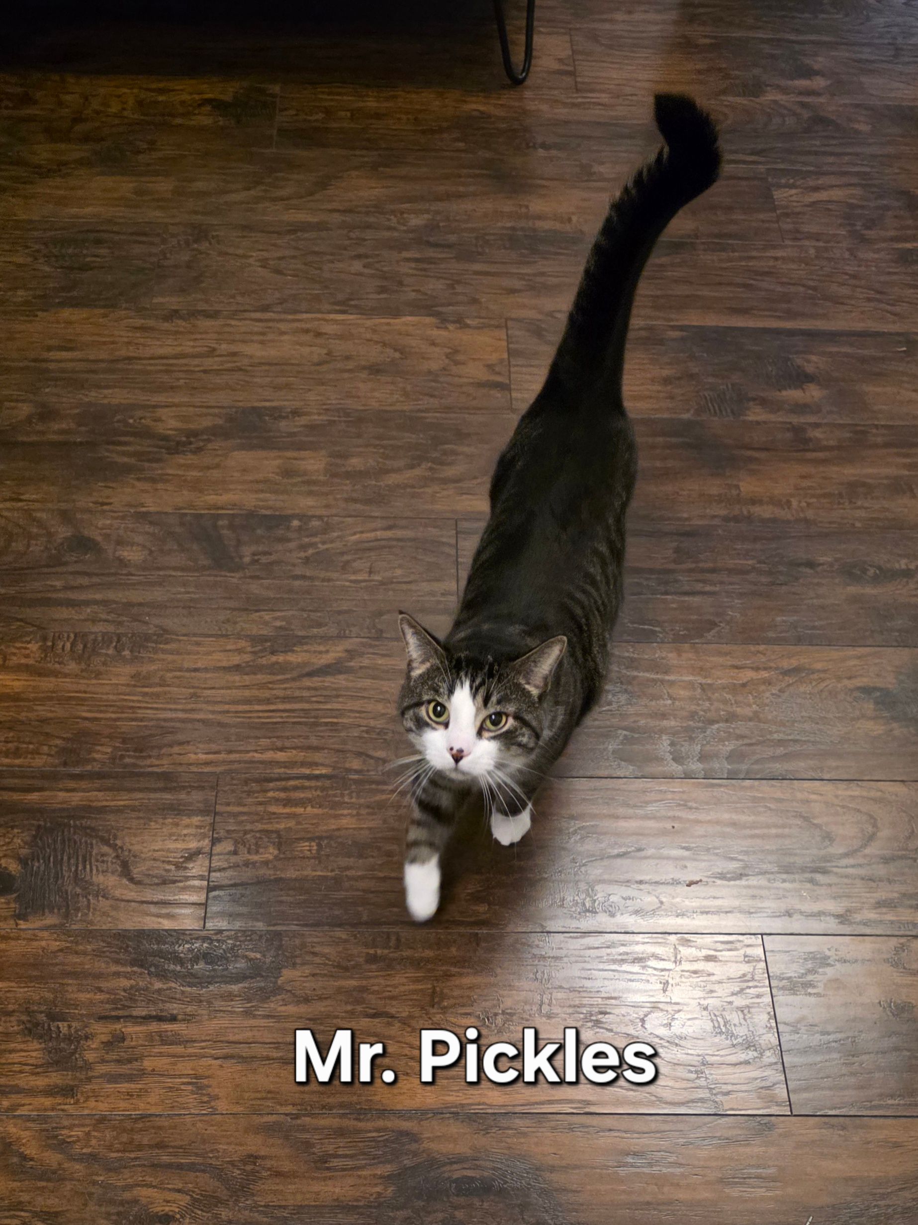 Black-and-white cat standing on a wooden floor, labeled “Mr. Pickles.”