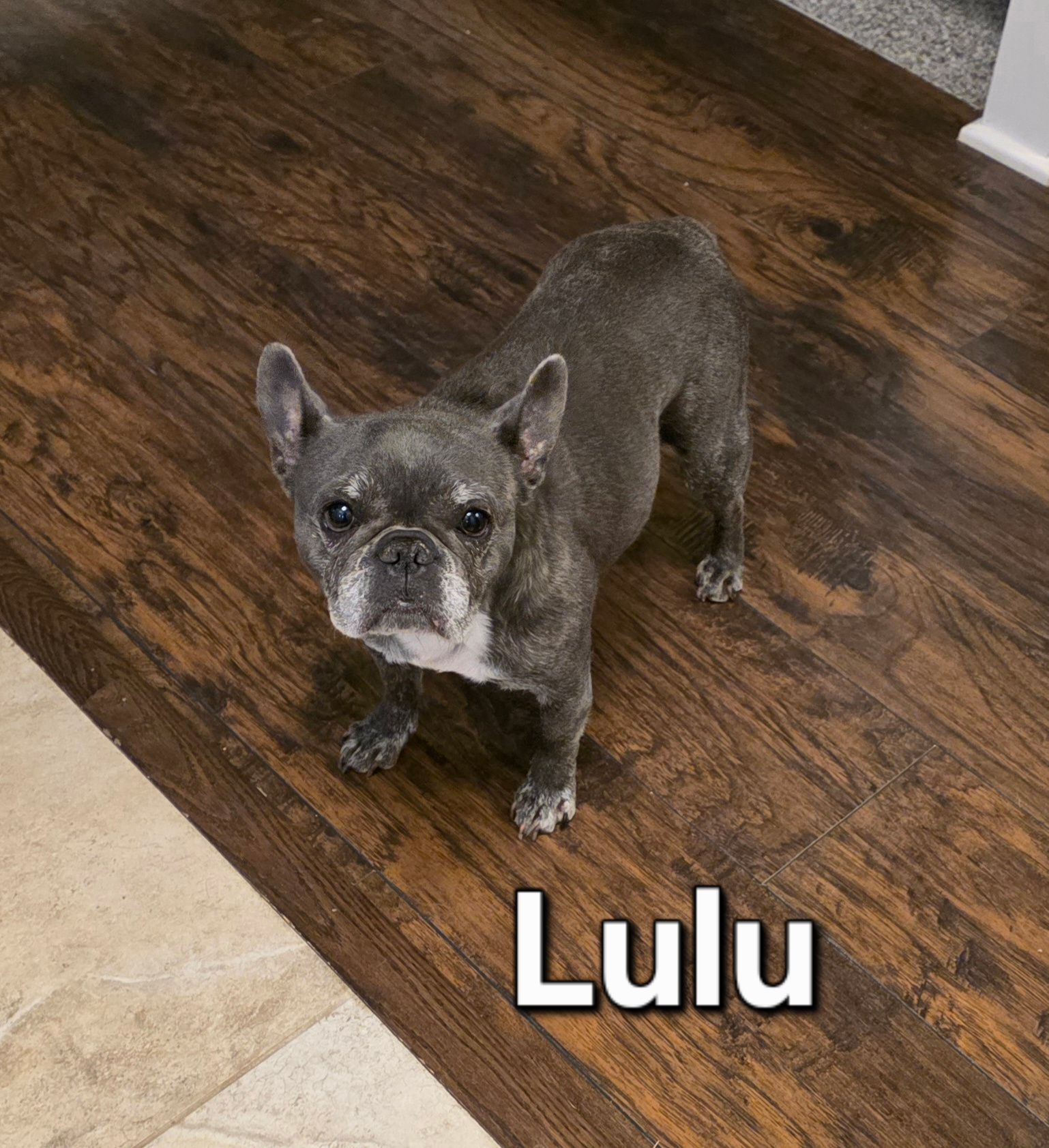 Gray French bulldog standing on a dark wood floor, labeled “Lulu”