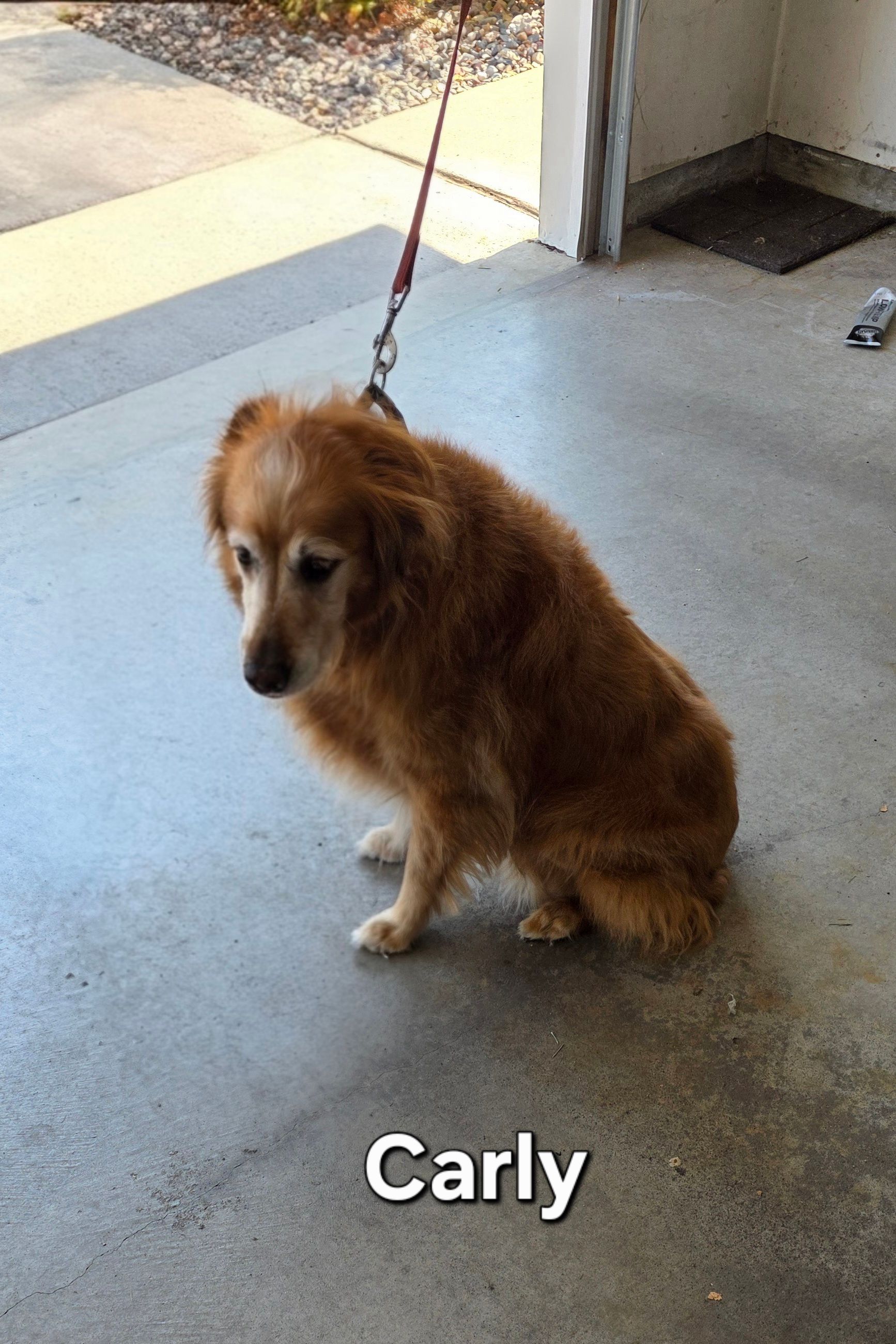 Small brown dog on a leash sitting on a concrete porch labeled “Carly”