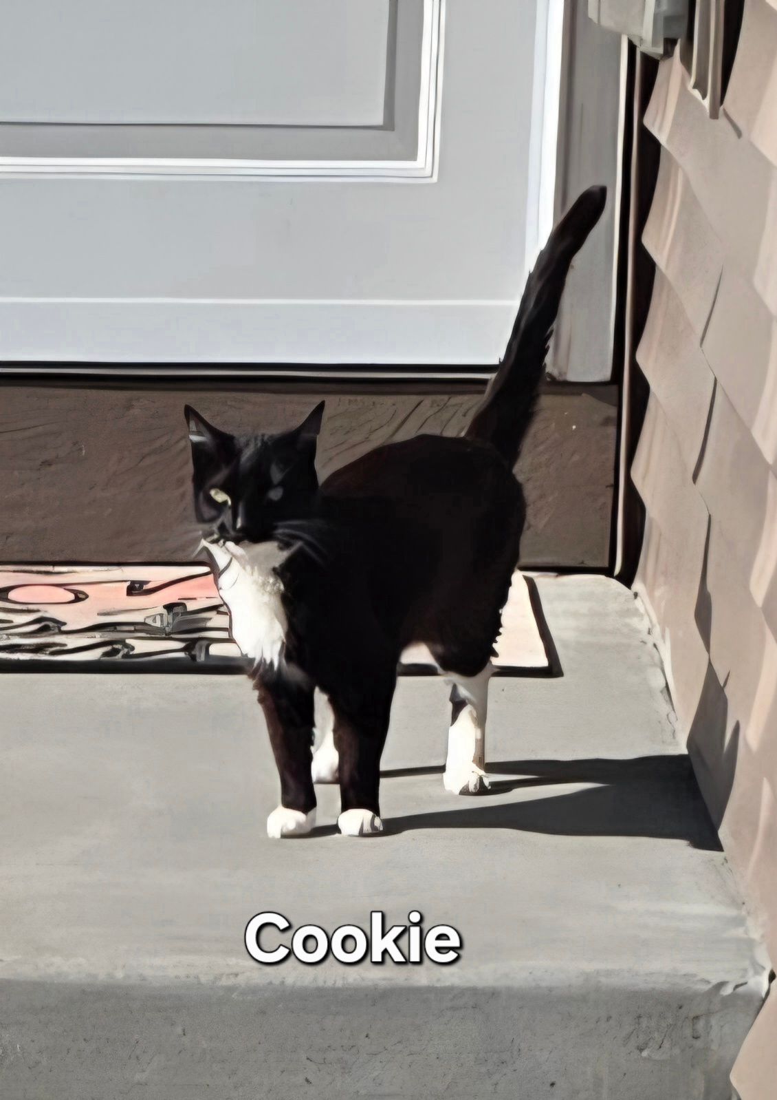 Black-and-white cat named Cookie standing on a porch by a front door