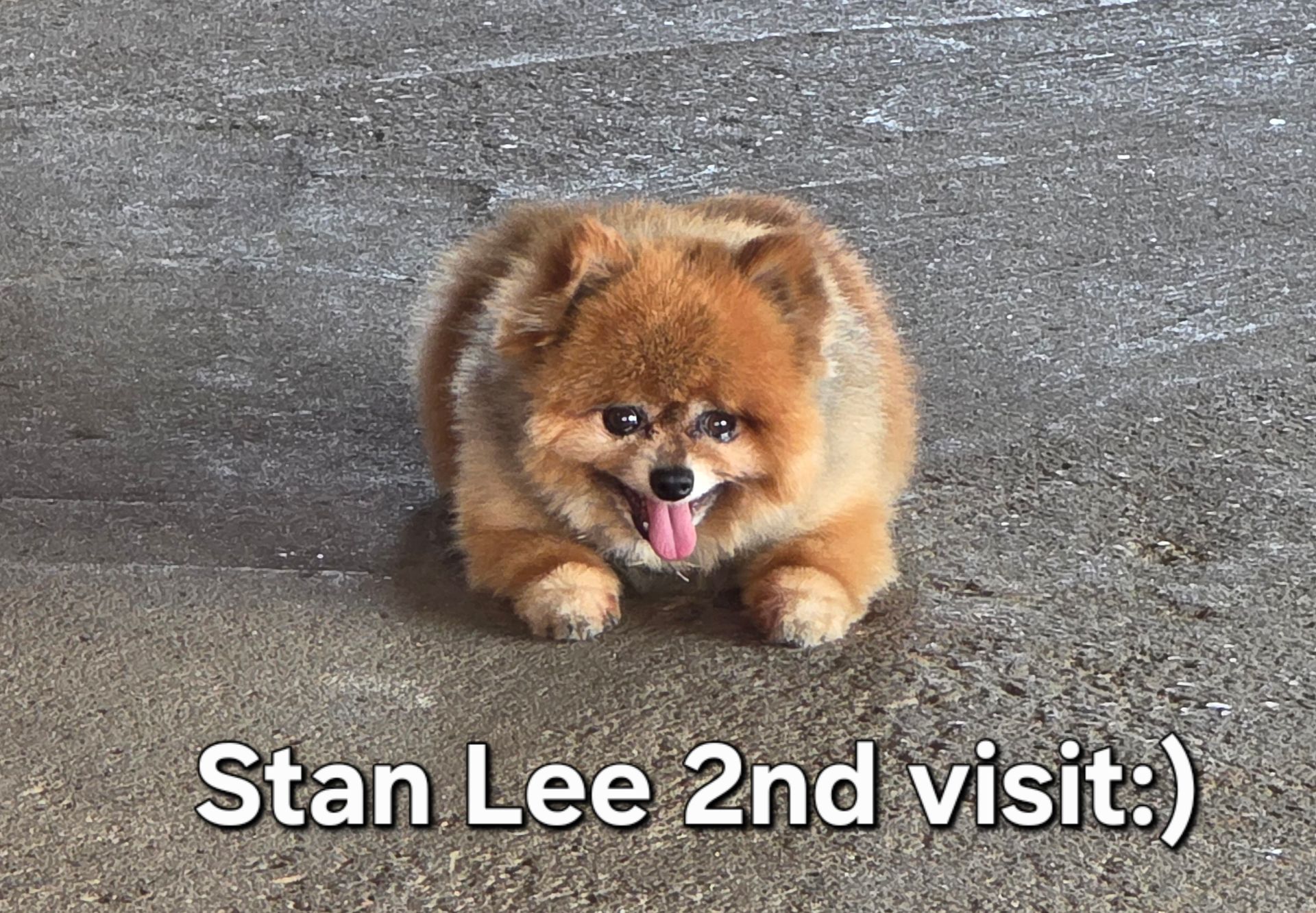 Small fluffy brown dog lying on pavement, tongue out, with text “Stan Lee 2nd visit:)”