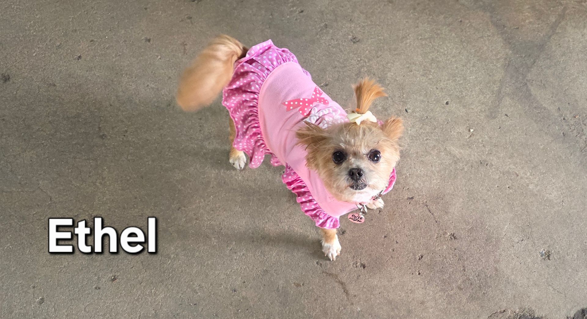 Small tan dog in a pink dress labeled “Ethel” standing on concrete and looking up at the camera.