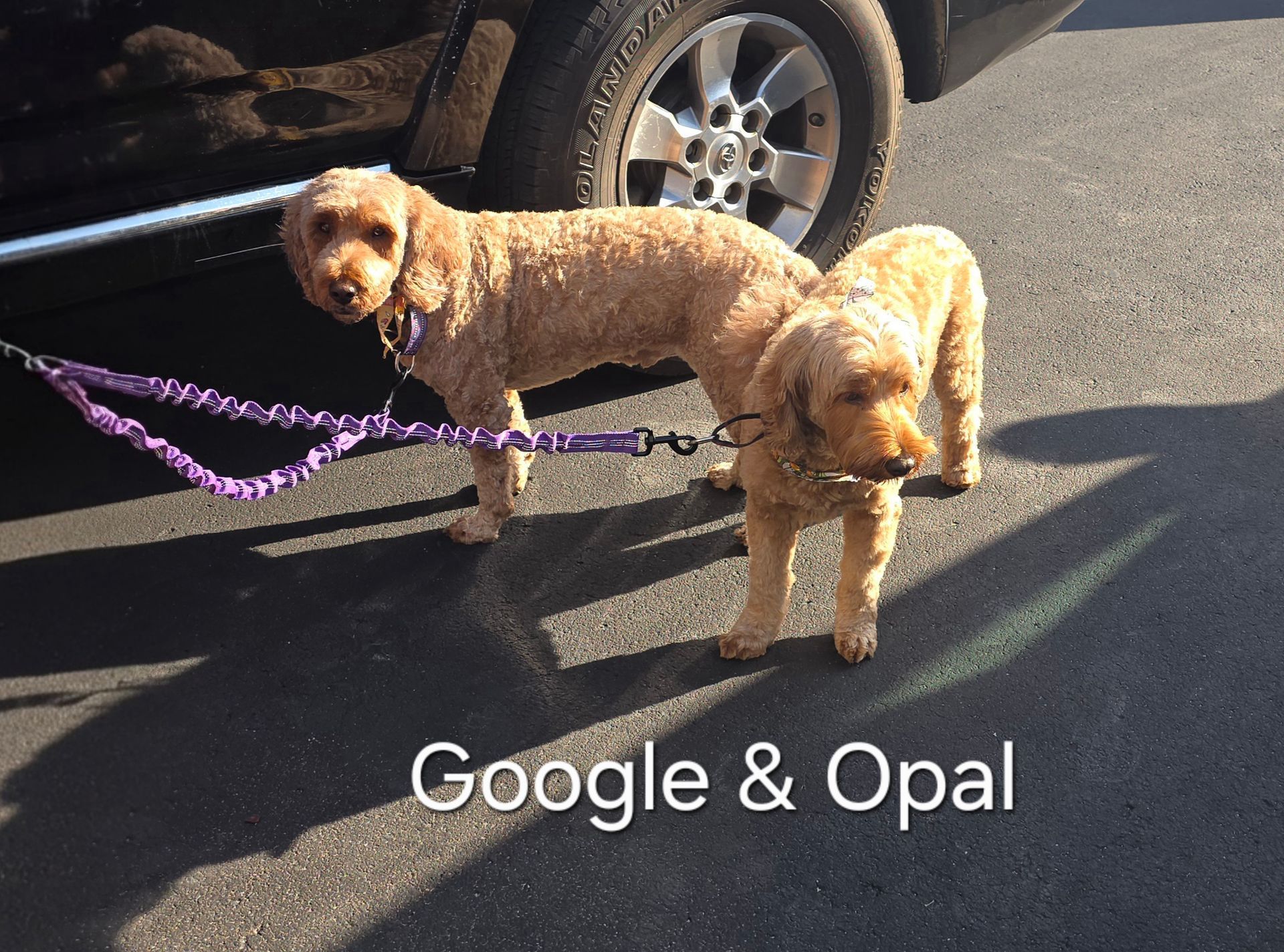 Two tan dogs on leashes standing on pavement beside a parked car; caption reads “Google & Opal”