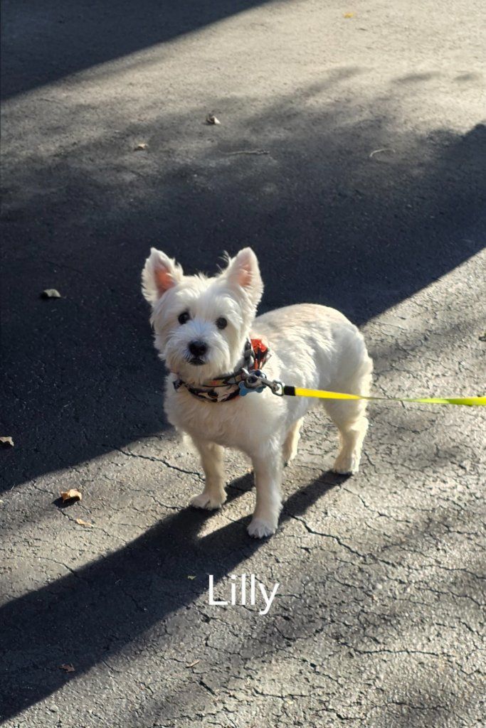 Small white dog named Lily standing on a leash on a sunlit sidewalk.