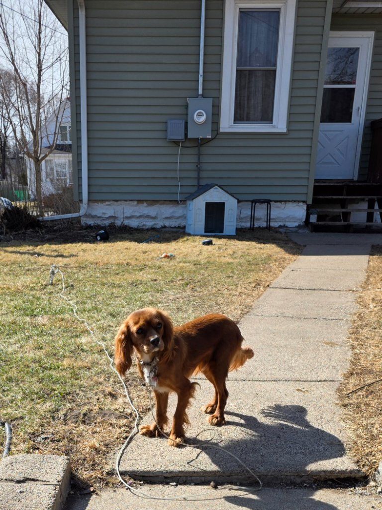 Small brown dog standing on a sidewalk beside a house in a yard