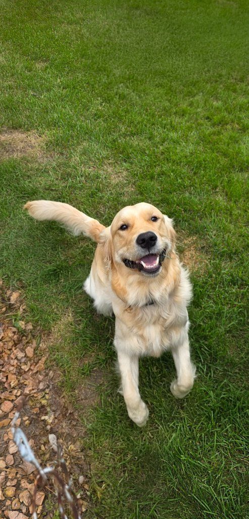 Happy golden retriever sitting on grass, looking up with tail wagging