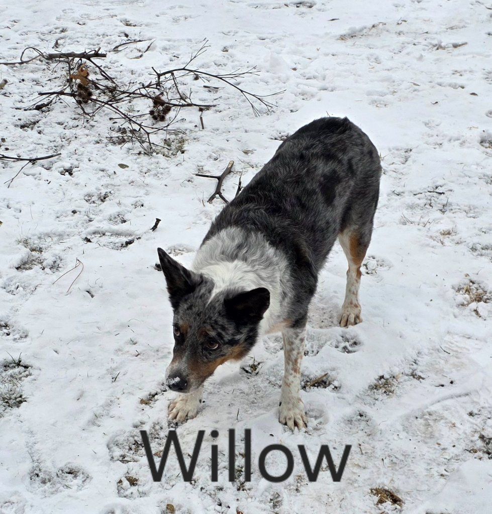 Black-and-white dog standing in snowy ground, labeled “Willow”