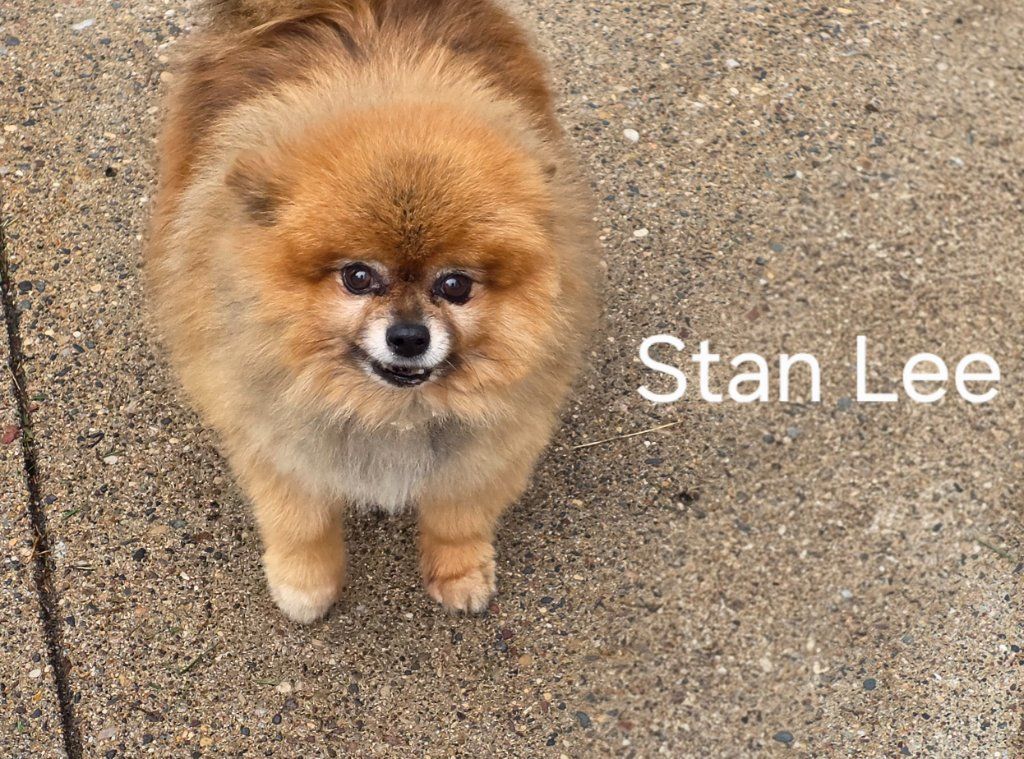 Small fluffy brown dog on gravel with the text “Stan Lee” beside it.