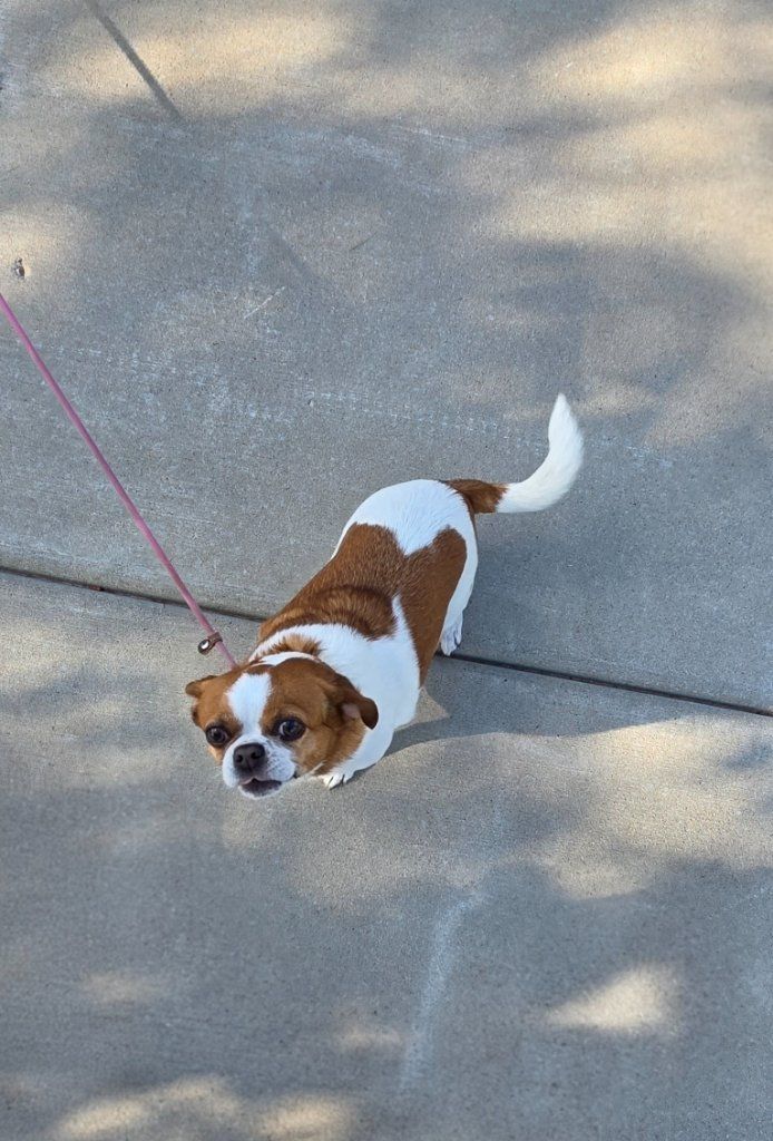 Small brown-and-white dog on a pink leash standing on a sunlit sidewalk