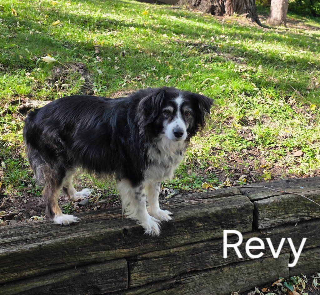 Black-and-white dog standing on a wooden ledge in a grassy park, labeled “Revy”