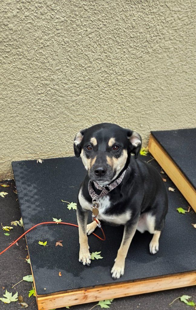 Small black-and-tan dog sitting on a black ramp against a beige wall, looking at the camera.