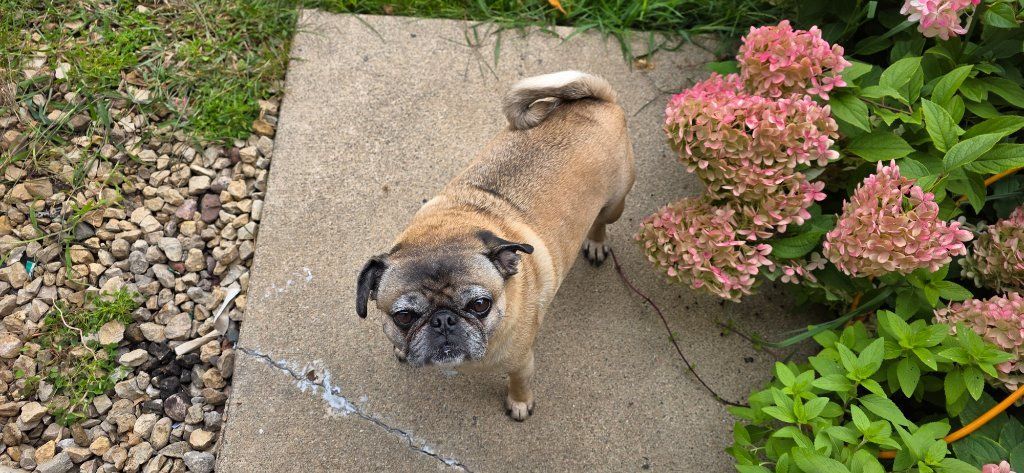 Small tan-and-black dog standing on a stone patio beside pink flowers and garden gravel.