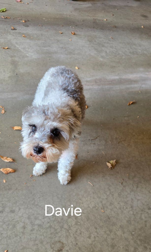 Small gray-and-white fluffy dog walking on a concrete floor, with 