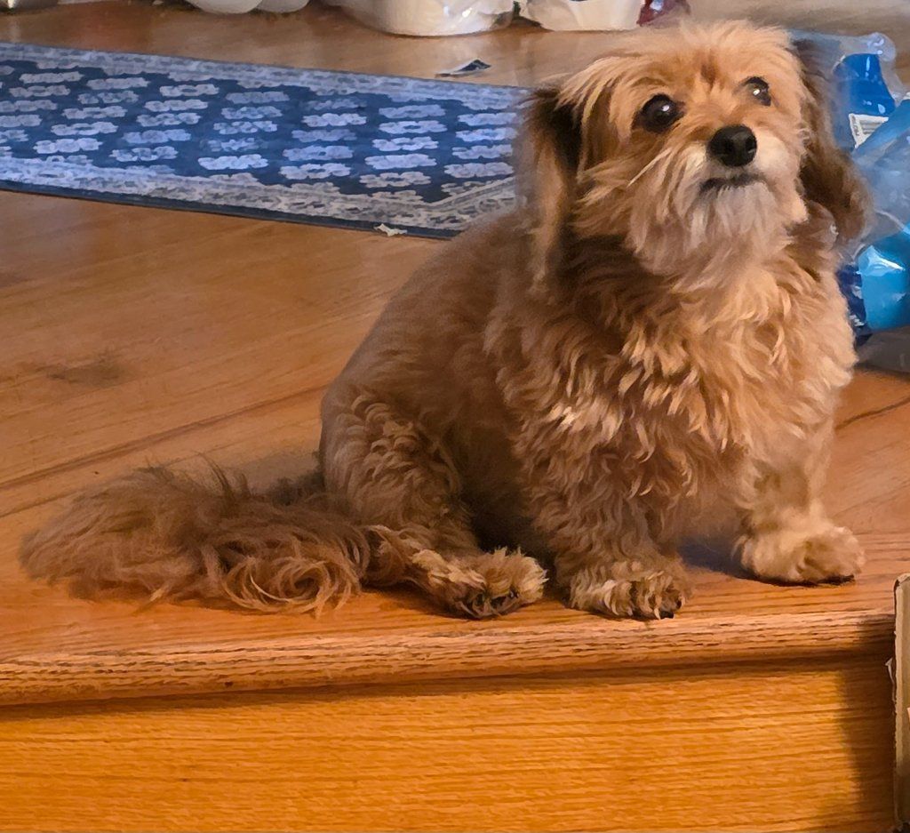 Small brown dog sitting on a wooden step, looking alert indoors.
