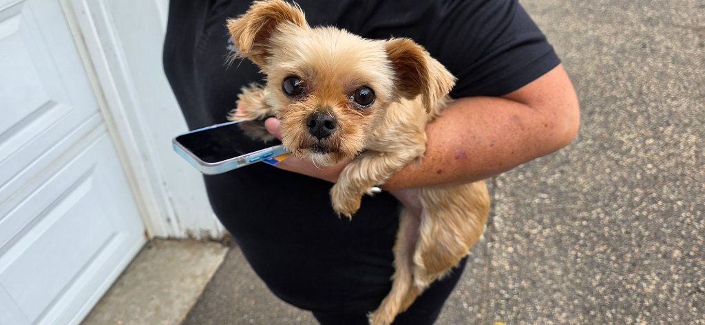 Small tan dog being held in a person's arms outside near a garage door