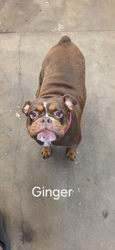 Brown bulldog with a white muzzle standing on pavement, looking up; label “Ginger” below.