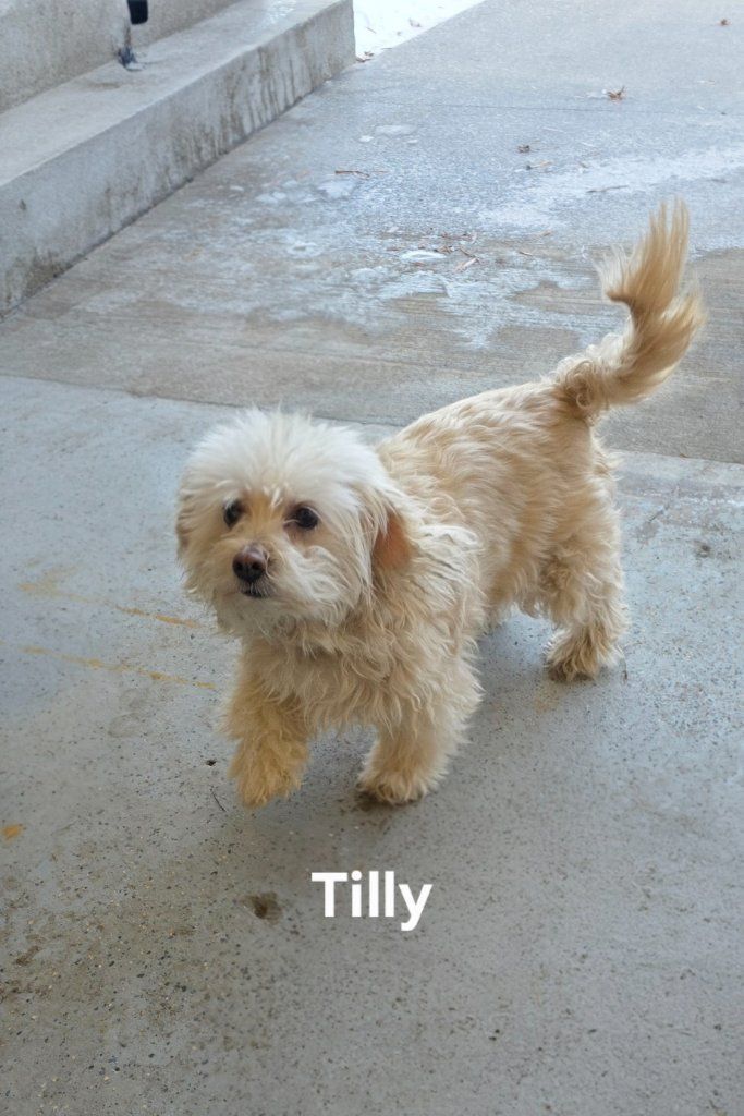 Small tan fluffy dog named Tilly standing on a concrete sidewalk with tail raised.
