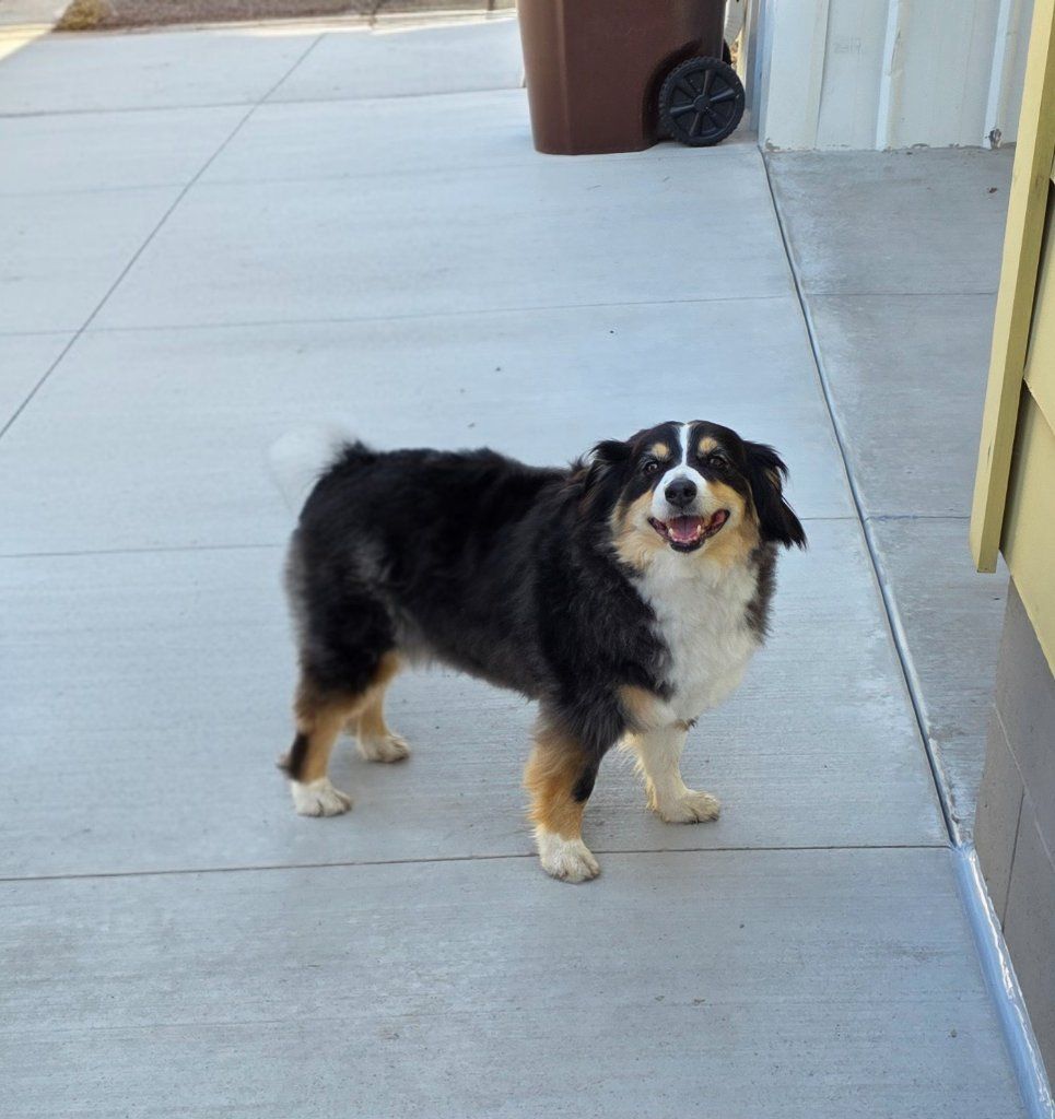 Black-and-white dog standing on a concrete patio, looking at the camera and panting.
