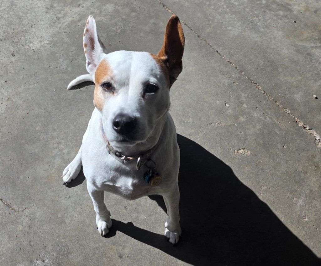 Small white dog with one brown ear sitting on a sunlit concrete surface looking up