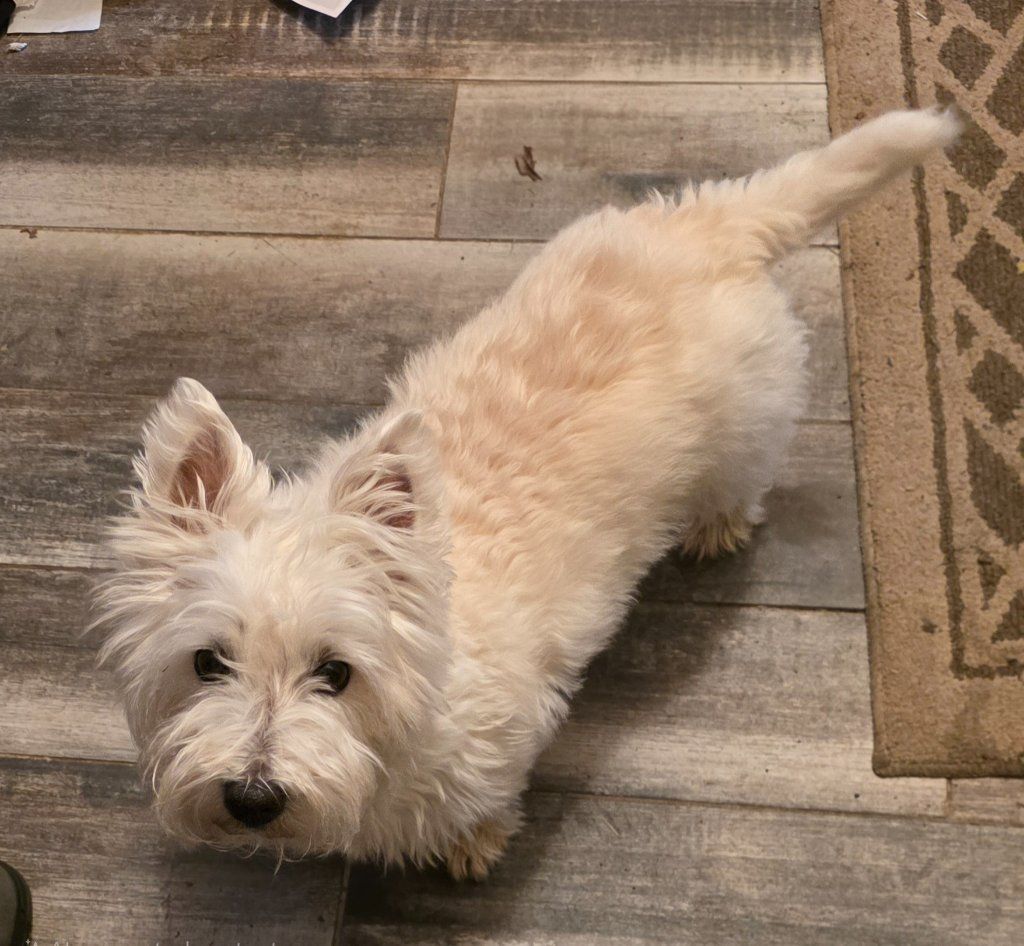 Small fluffy cream-colored dog standing on a tiled floor, looking up with ears perked.