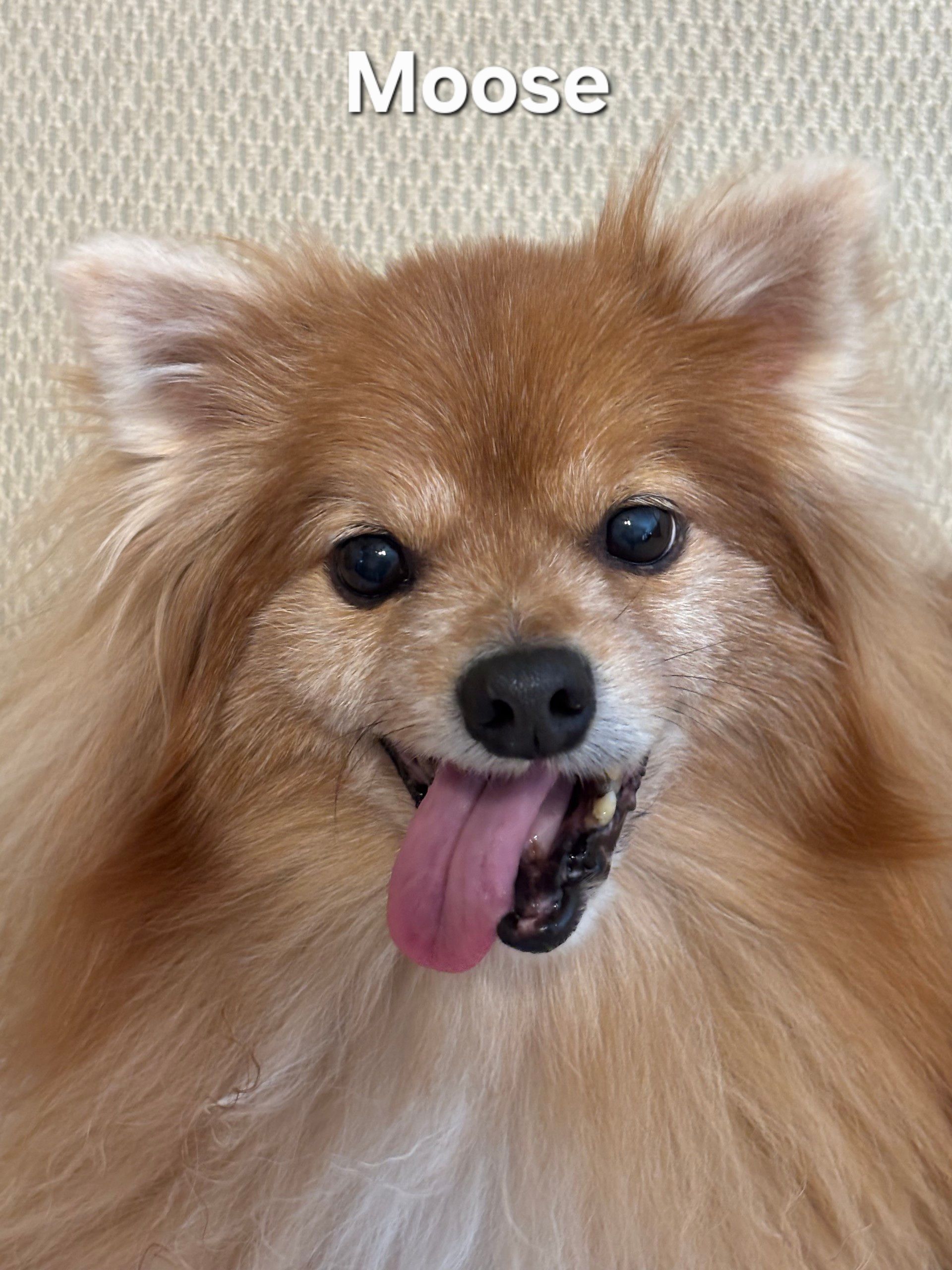 Small brown dog standing on a speckled floor, looking up with tongue out and tail raised