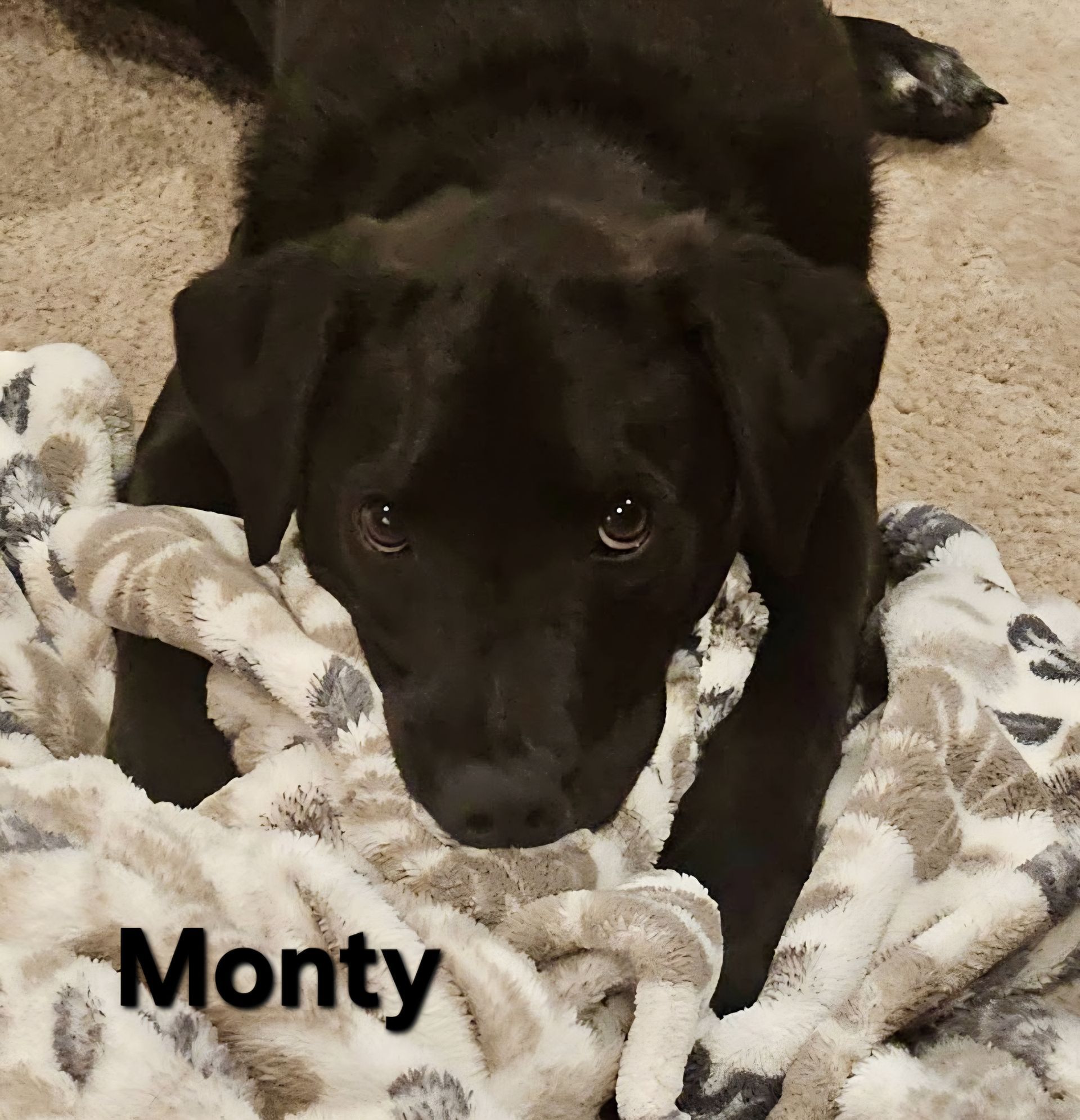 Black puppy named Monty lying on a white patterned blanket and looking at the camera.