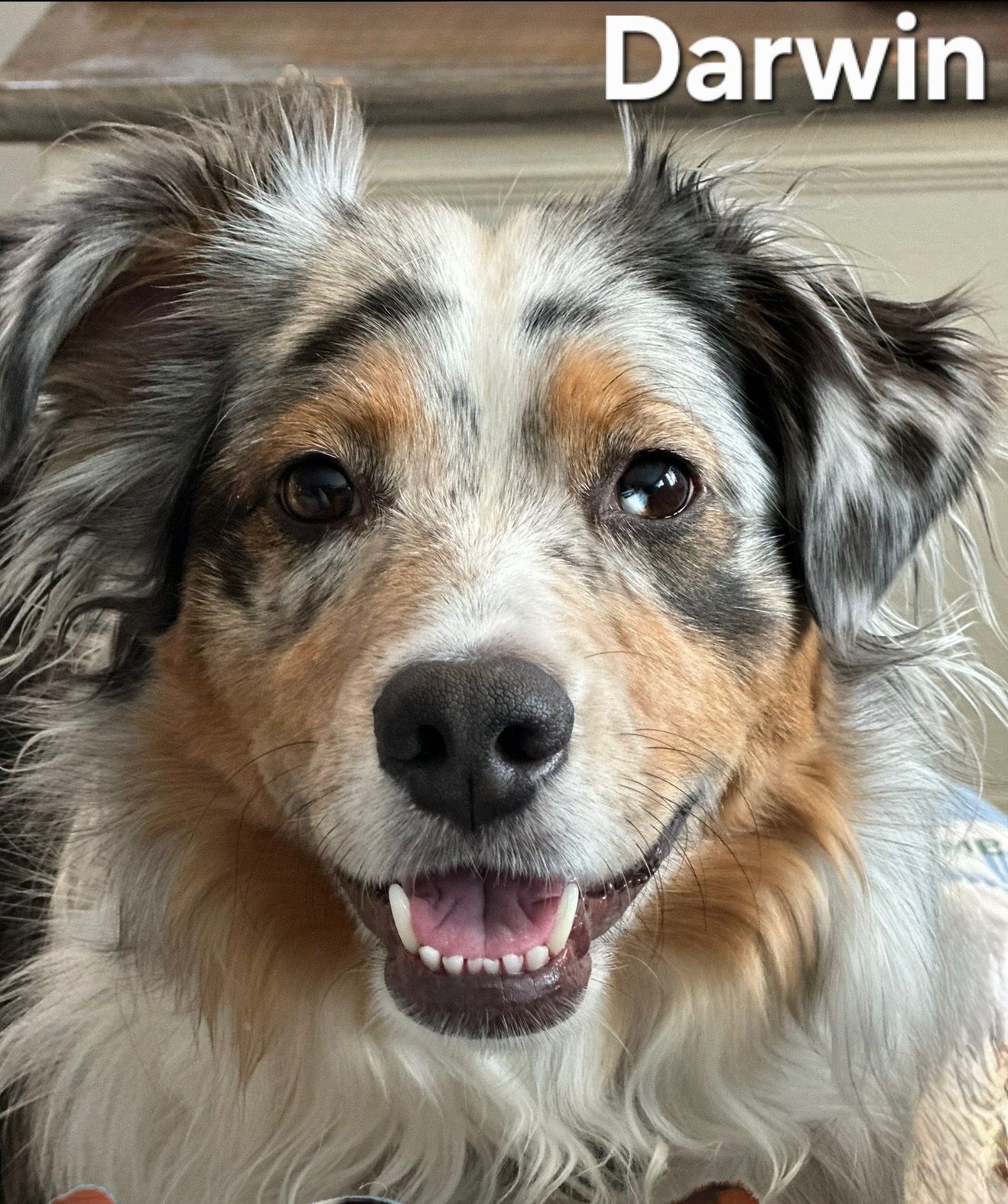 Smiling tricolor dog with fluffy fur, labeled “Darwin” at the top.