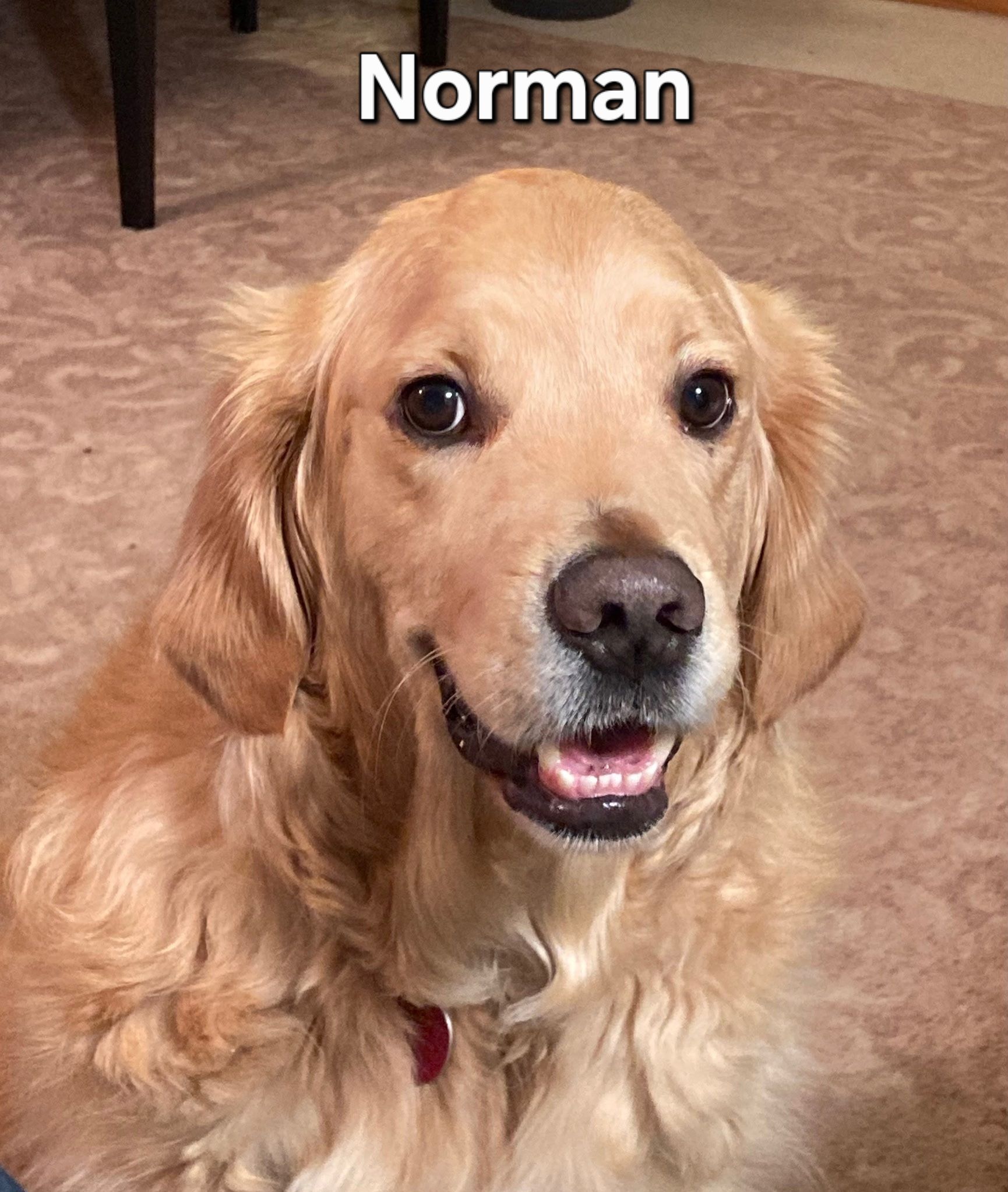 Golden retriever named Norman smiling indoors on a carpeted floor.