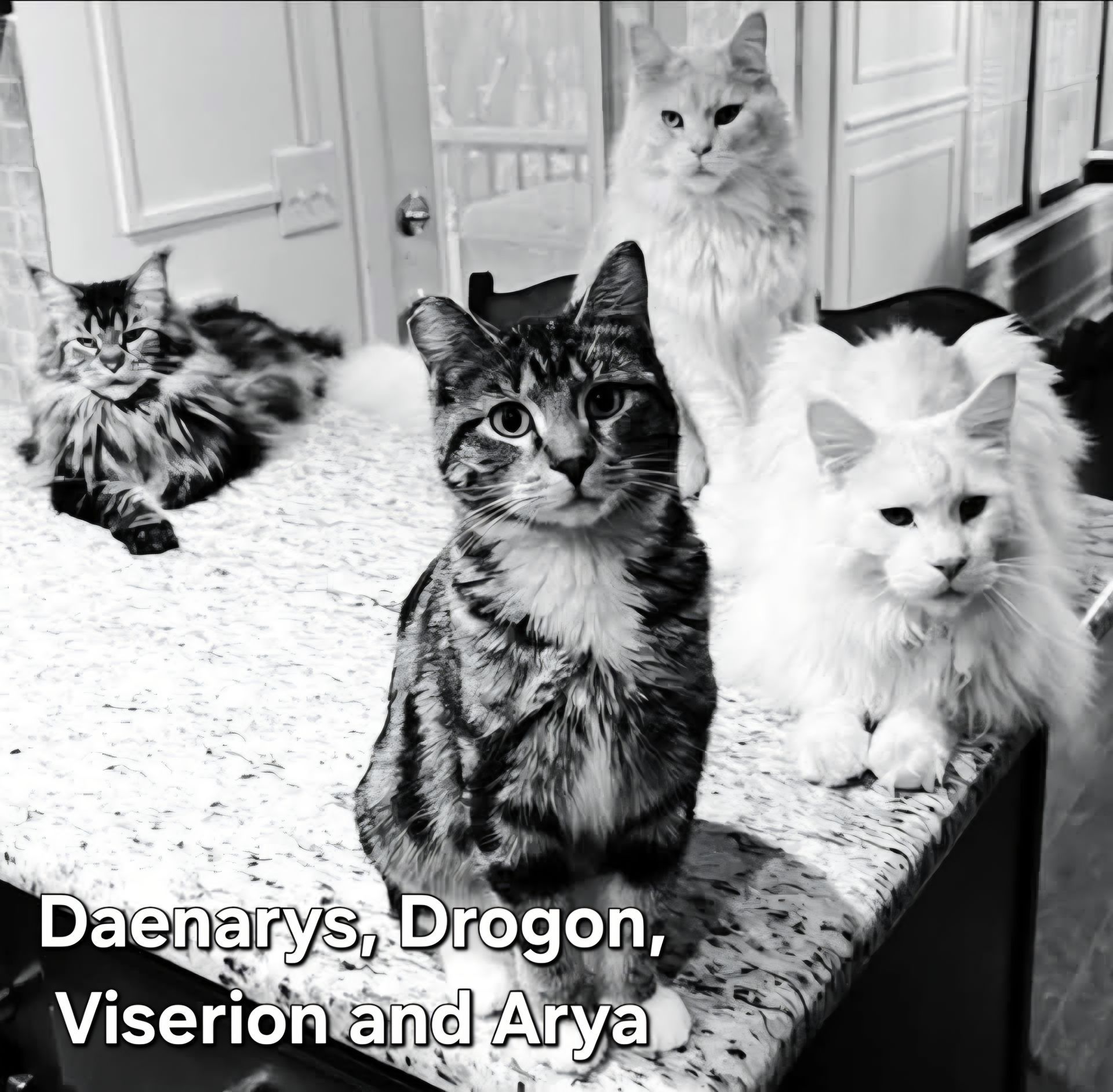 Four fluffy cats in a kitchen, with names labeled: Daenerys, Drogon, Viseron, and Arya.
