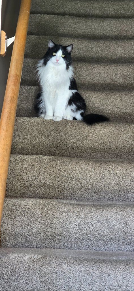 Black-and-white cat sitting on carpeted stairs, looking up