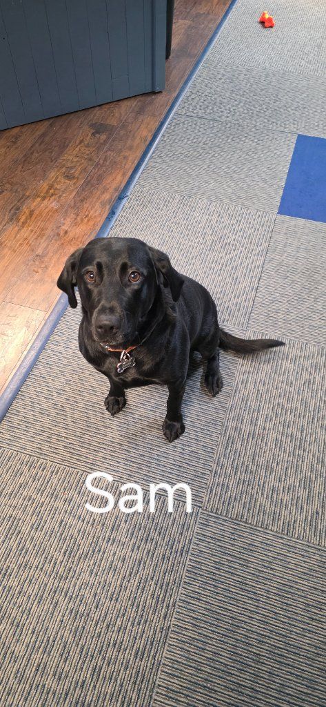 Black dog sitting on a carpeted floor labeled “Sam” in a hallway.