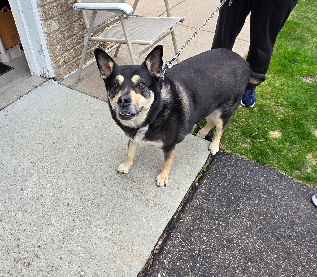 Black and tan dog standing on a porch beside a chair, facing the camera.