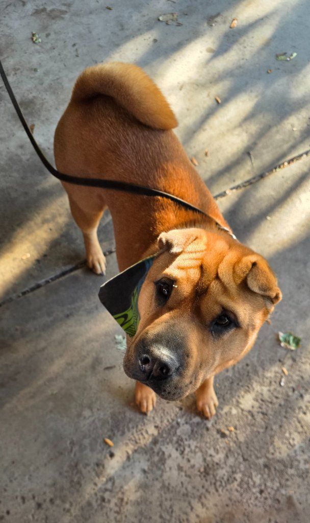 Brown dog on a leash standing on a concrete path, looking up at the camera.