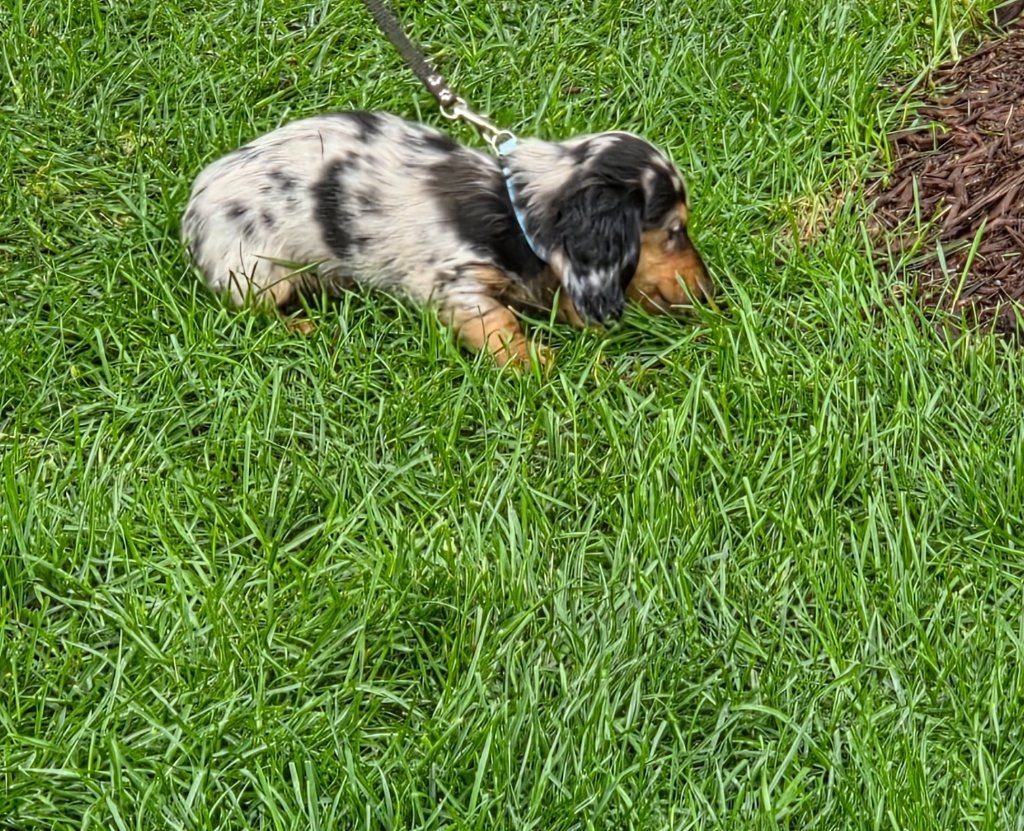 Spotted dachshund puppy sniffing grass on a leash