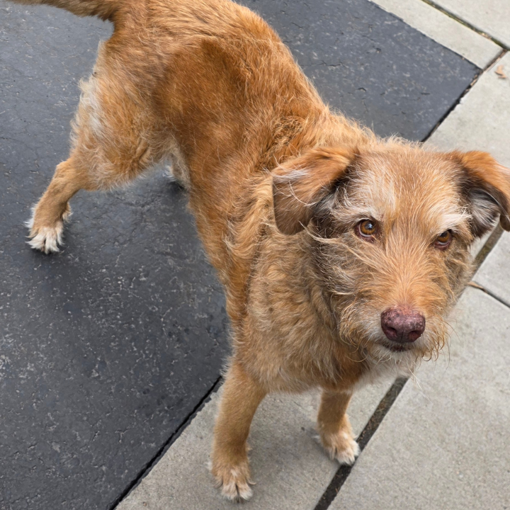 Scruffy tan dog standing on a sidewalk, looking up at the camera