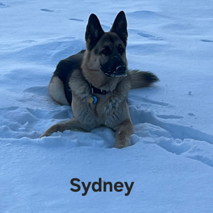 German shepherd in snow with front paws buried, looking at camera; text says “Sydney”