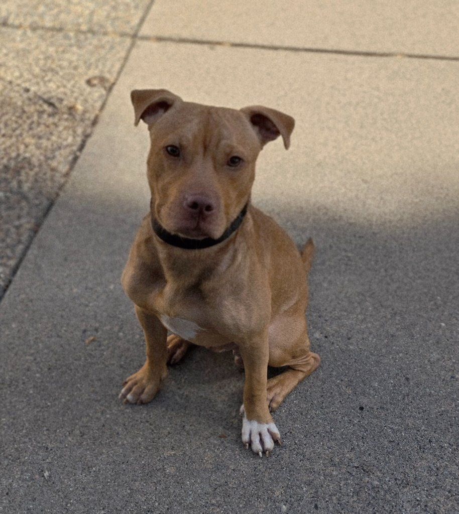 Small tan dog with a black collar sitting on a sidewalk and looking at the camera.