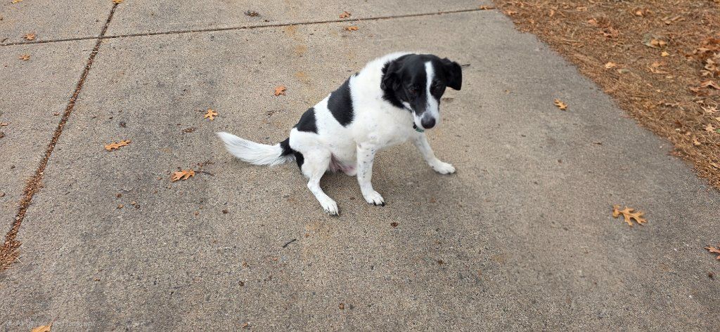 Black-and-white dog sitting on a concrete sidewalk with a few leaves nearby