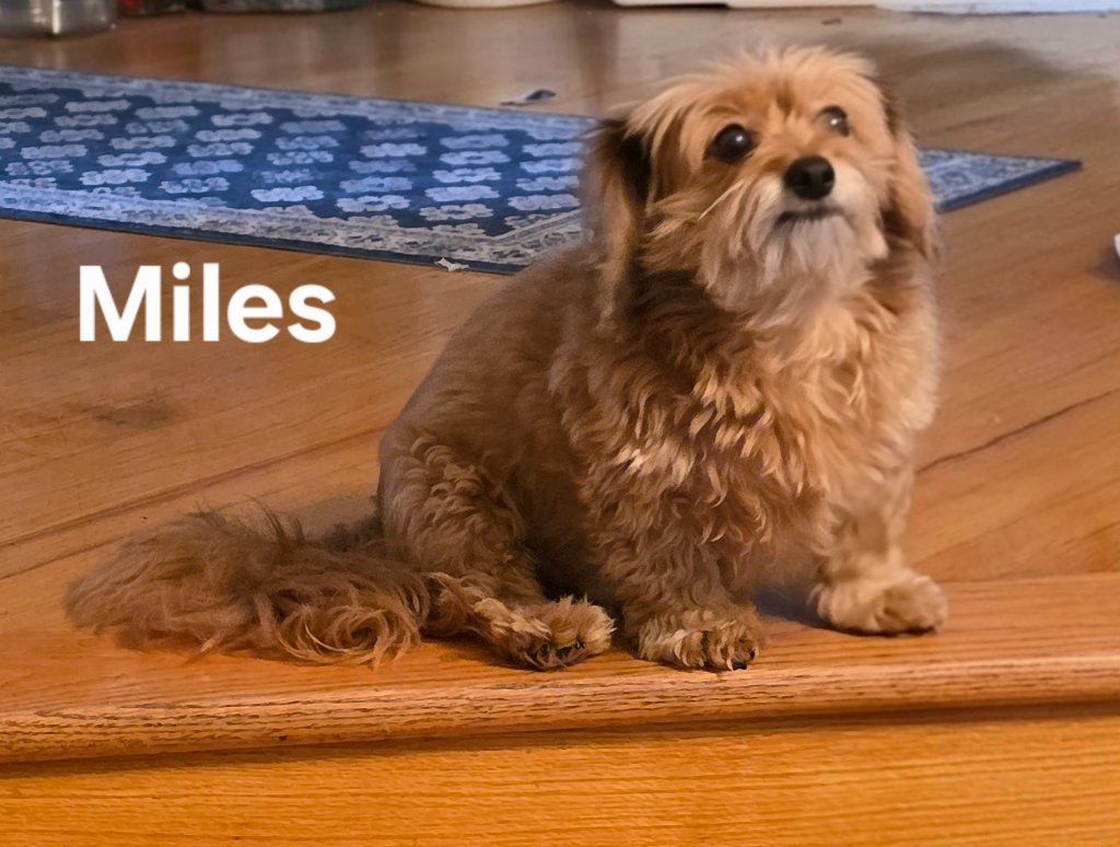 Small brown dog named Miles sitting on a wooden floor beside a blue rug.