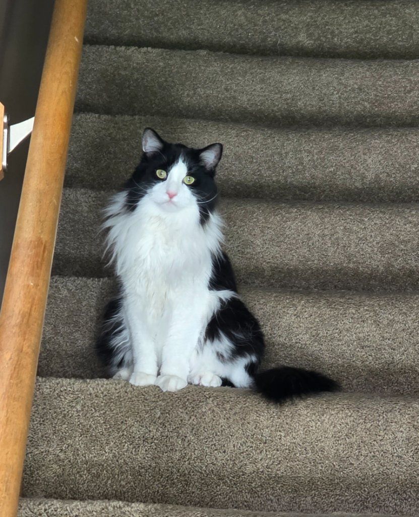 Black-and-white cat sitting on carpeted stairs beside a wooden banister