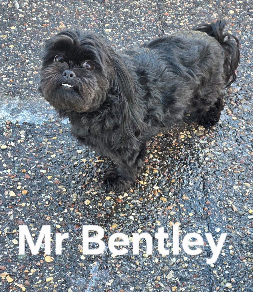 Small black dog on pavement with the text “Mr Bentley” underneath.